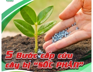 5 BƯỚC SỐC CÂY BỊ SỐC