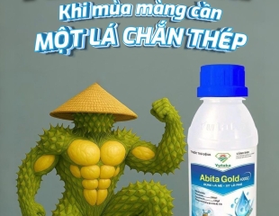 Abita Gold – Lá chắn thép bảo vệ sầu riêng