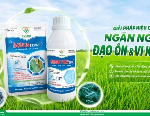  GIẢI PHÁP VÀNG NGĂN NGỪA ĐẠO ÔN & VI KHUẨN GÂY SỤP LÁ LÚA