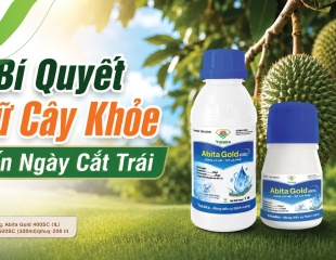 CHỈ CÒN VÀI TUẦN NỮA THU HOẠCH – ĐỪNG ĐỂ SẦU RIÊNG MẤT GIÁ VÌ NHỮNG DẤU HIỆU TƯỞNG NHƯ VÔ HẠI!