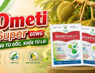 VƯỜN SẦU RIÊNG XANH TỐT NHƯNG NẤM BỆNH ĐANG ÂM THẦM TẤN CÔNG?