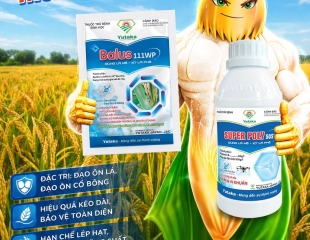  LÚA LÀM ĐÒNG – TRỔ BÔNG: ĐỪNG CHỈ NHÌN RUỘNG XANH, HÃY NHÌN ĐẾN NĂNG SUẤT CUỐI VỤ!