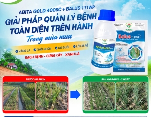 ABITA GOLD 400SC + BALUS 111WP GIẢI PHÁP QUẢN LÝ BỆNH TOÀN DIỆN TRÊN HÀNH TRONG MÙA MƯA: VÀNG LÁ, THỐI NHŨN, ĐỎ ĐUÔI, LỞ CỔ RỄ