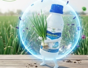 🌿 PHAN RANG – CHAM TOWER: ABITA GOLD 400SC – REAL EFFECT ON PALACE SURPRISES PEOPLE!