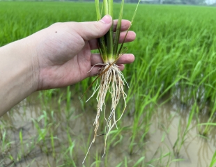 ỨNG DỤNG CÔNG NGHỆ NHẬT – GIẢI PHÁP MỚI CHO CÁNH ĐỒNG VIỆT