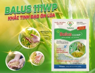  ĐẠO ÔN HOÀNH HÀNH – ĐÃ CÓ BALUS 111WP!