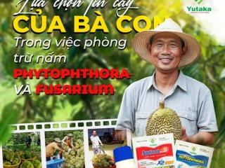 🌧️ Đột Phá Trong Phòng Trừ Bệnh Nấm Cho Cây Sầu Riêng Tại Tây Nguyên 🌿