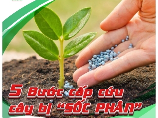 5 BƯỚC SỐC CÂY BỊ SỐC