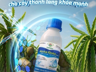 ABITA GOLD 400SC "LÁ CHẮN " HOÀN HẢO TẬN KHI QUẢ ĐẸP RẠNG NGỜI
