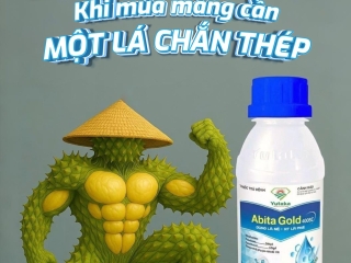 Abita Gold – Lá chắn thép bảo vệ sầu riêng