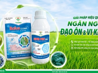  GIẢI PHÁP VÀNG NGĂN NGỪA ĐẠO ÔN & VI KHUẨN GÂY SỤP LÁ LÚA