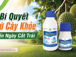 CHỈ CÒN VÀI TUẦN NỮA THU HOẠCH – ĐỪNG ĐỂ SẦU RIÊNG MẤT GIÁ VÌ NHỮNG DẤU HIỆU TƯỞNG NHƯ VÔ HẠI!