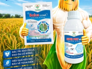  LÚA LÀM ĐÒNG – TRỔ BÔNG: ĐỪNG CHỈ NHÌN RUỘNG XANH, HÃY NHÌN ĐẾN NĂNG SUẤT CUỐI VỤ!