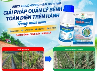 ABITA GOLD 400SC + BALUS 111WP GIẢI PHÁP QUẢN LÝ BỆNH TOÀN DIỆN TRÊN HÀNH TRONG MÙA MƯA: VÀNG LÁ, THỐI NHŨN, ĐỎ ĐUÔI, LỞ CỔ RỄ