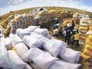 9 tháng năm 2023, xuất khẩu gạo đạt 3,66 tỷ USD, tăng 40,4%