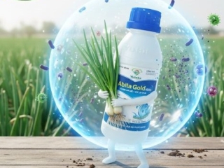 🌿 PHAN RANG – CHAM TOWER: ABITA GOLD 400SC – REAL EFFECT ON PALACE SURPRISES PEOPLE!