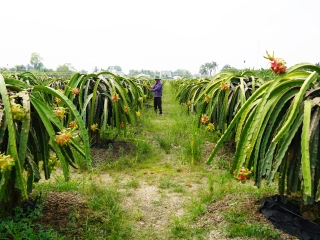 Thanh long sốt giá, nhà vườn không có để bán