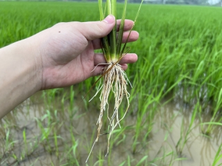 ỨNG DỤNG CÔNG NGHỆ NHẬT – GIẢI PHÁP MỚI CHO CÁNH ĐỒNG VIỆT