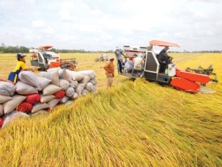 Không gian phát triển lúa gạo