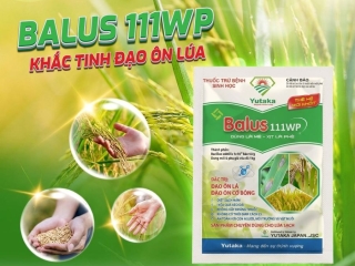  ĐẠO ÔN HOÀNH HÀNH – ĐÃ CÓ BALUS 111WP!