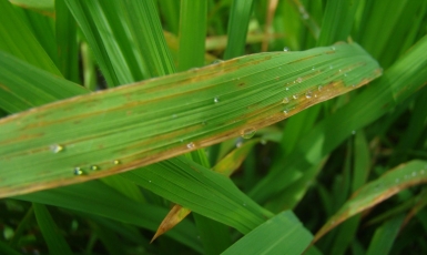 Bệnh Cháy Bìa Lá: Nguyên Nhân, Cách Phòng và Điều Trị Hiệu Quả