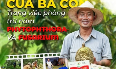 🌧️ Đột Phá Trong Phòng Trừ Bệnh Nấm Cho Cây Sầu Riêng Tại Tây Nguyên 🌿
