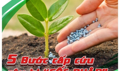 5 BƯỚC SỐC CÂY BỊ SỐC 