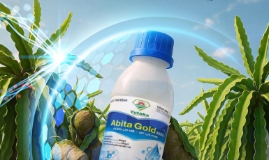 ABITA GOLD 400SC "LÁ CHẮN " HOÀN HẢO TẬN KHI QUẢ ĐẸP RẠNG NGỜI