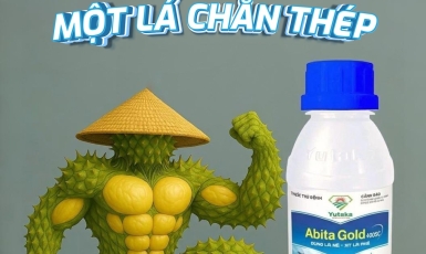 Abita Gold – Lá chắn thép bảo vệ sầu riêng
