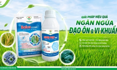  GIẢI PHÁP VÀNG NGĂN NGỪA ĐẠO ÔN & VI KHUẨN GÂY SỤP LÁ LÚA