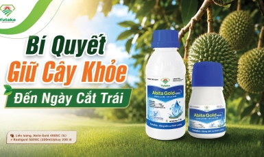 CHỈ CÒN VÀI TUẦN NỮA THU HOẠCH – ĐỪNG ĐỂ SẦU RIÊNG MẤT GIÁ VÌ NHỮNG DẤU HIỆU TƯỞNG NHƯ VÔ HẠI!