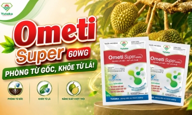VƯỜN SẦU RIÊNG XANH TỐT NHƯNG NẤM BỆNH ĐANG ÂM THẦM TẤN CÔNG?