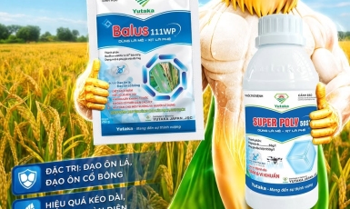 LÚA LÀM ĐÒNG – TRỔ BÔNG: ĐỪNG CHỈ NHÌN RUỘNG XANH, HÃY NHÌN ĐẾN NĂNG SUẤT CUỐI VỤ!