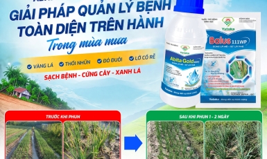 ABITA GOLD 400SC + BALUS 111WP GIẢI PHÁP QUẢN LÝ BỆNH TOÀN DIỆN TRÊN HÀNH TRONG MÙA MƯA: VÀNG LÁ, THỐI NHŨN, ĐỎ ĐUÔI, LỞ CỔ RỄ