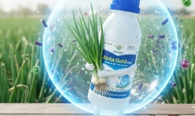 🌿 PHAN RANG – CHAM TOWER: ABITA GOLD 400SC – REAL EFFECT ON PALACE SURPRISES PEOPLE!