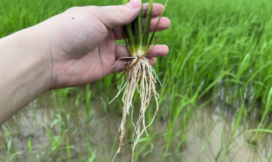 ỨNG DỤNG CÔNG NGHỆ NHẬT – GIẢI PHÁP MỚI CHO CÁNH ĐỒNG VIỆT 