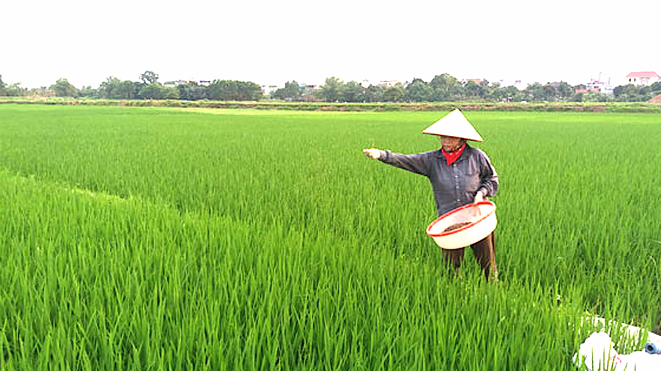 Bón phân hợp lý