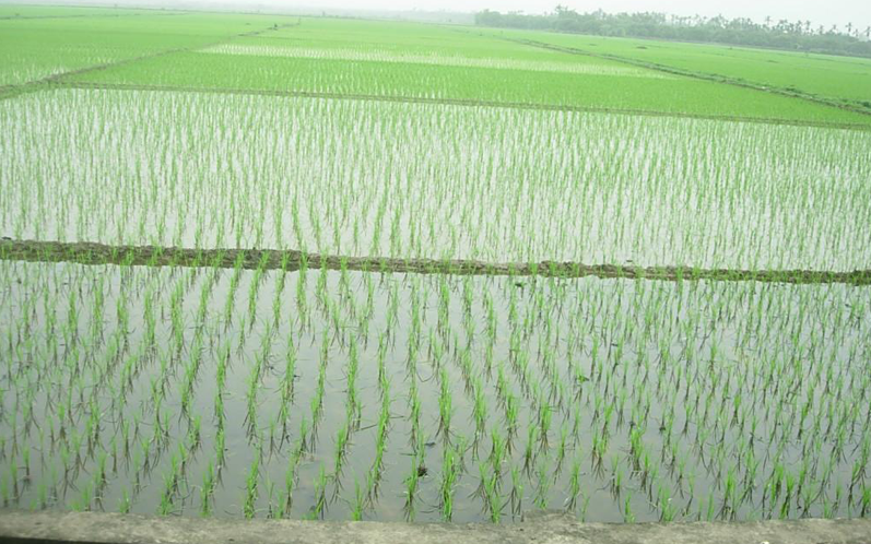 Mật độ gieo sạ lúa