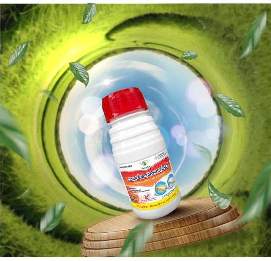 vua rầy cánh trắng